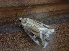 Protodeltote wiscotti