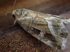 Protodeltote wiscotti