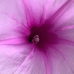 Ipomoea bolusiana