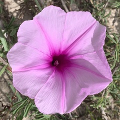 Ipomoea bolusiana
