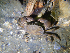 Hemigrapsus takanoi