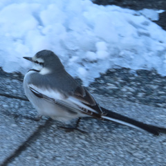 Motacilla alba lugens