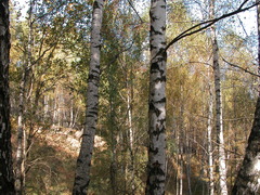 Betula pendula