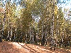 Betula pendula