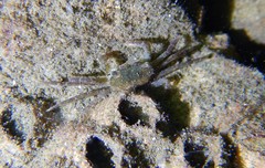 Hemigrapsus takanoi