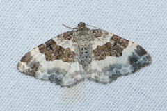 Epirrhoe rivata