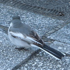 Motacilla alba lugens