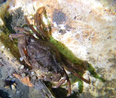 Liocarcinus navigator