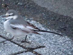 Motacilla alba lugens