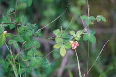 Argyrolobium tomentosum