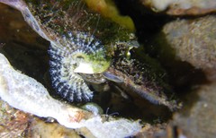 Spirobranchus triqueter