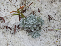 Chrysopsis gossypina