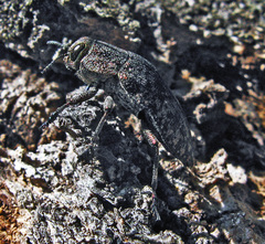 Poecilonota variolosa