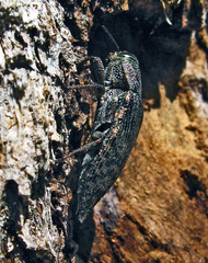 Poecilonota variolosa