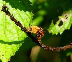 Amegilla subinsularis