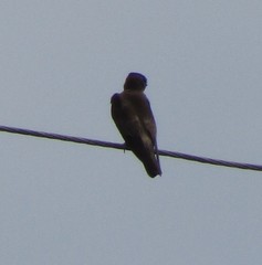 Stelgidopteryx ruficollis