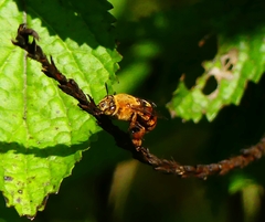 Amegilla subinsularis