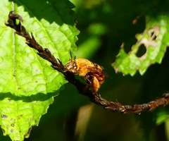 Amegilla subinsularis