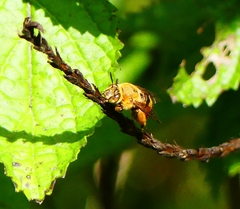 Amegilla subinsularis