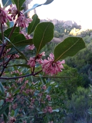 Razafimandimbisonia minor