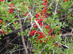 Ilex vomitoria image