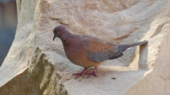 Streptopelia senegalensis