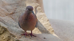 Streptopelia senegalensis