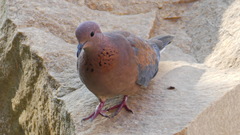 Streptopelia senegalensis