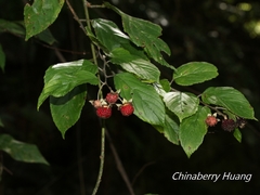 Rubus kawakamii