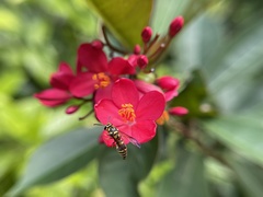Stenodyneriellus guttulatus