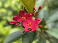 Stenodyneriellus guttulatus