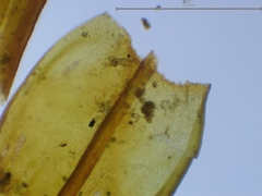 Schistidium crassipilum