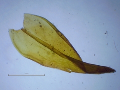 Schistidium crassipilum