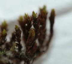 Schistidium crassipilum