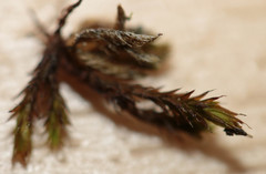 Schistidium crassipilum