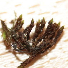 Schistidium crassipilum