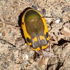 Pachnodella impressa