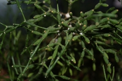 Hatiora salicornoides