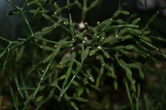 Hatiora salicornoides