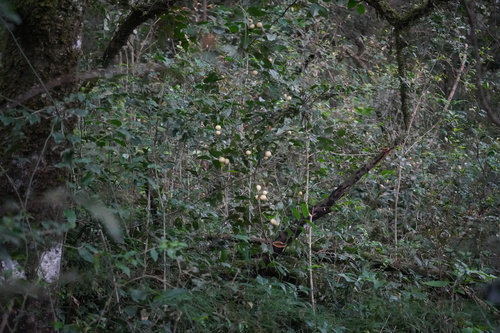 Image of Behnia reticulata by (c) Matthew Fainman, some rights reserved (CC BY)