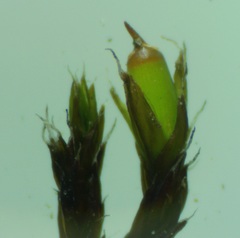 Schistidium crassipilum