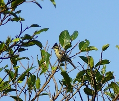 Machlolophus aplonotus