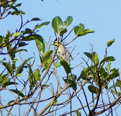 Machlolophus aplonotus