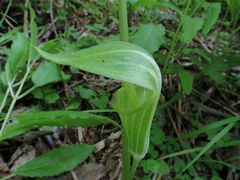 Arisaema amurense