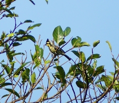 Machlolophus aplonotus