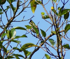 Machlolophus aplonotus