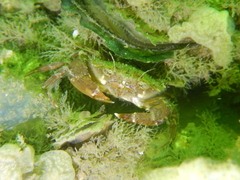 Liocarcinus navigator