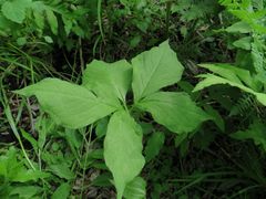 Arisaema amurense