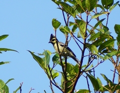 Machlolophus aplonotus