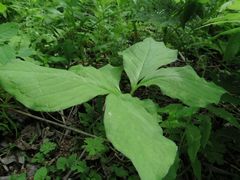 Arisaema amurense